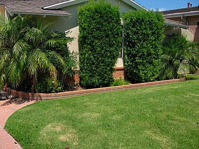 Native Plants, Los Angeles, CA